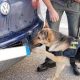 Attenzione ai controlli anti-droga della polizia a Verona: già identificate 127 persone