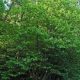 Sostituzione di 3 alberi ammalorati in via Adigetto a Verona.