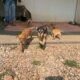 Cagnolini già in festa nella nuova area cani alla Biondella di Verona
