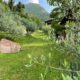 Trekking poetico nel Bosco dei Poeti a Dolcè.
