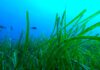 Scoperto il meccanismo evolutivo che permette alla posidonia di sfruttare la luce dei fondali marini