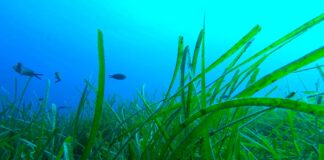 Scoperto il meccanismo evolutivo che permette alla posidonia di sfruttare la luce dei fondali marini