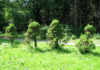 VERONA AMA IL VERDE. MASSIMA ADESIONE AL PROGETTO “ALBERI PER LA PIANURA VENETA”.