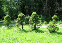 VERONA AMA IL VERDE. MASSIMA ADESIONE AL PROGETTO “ALBERI PER LA PIANURA VENETA”.