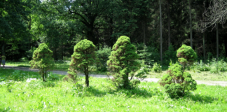 VERONA AMA IL VERDE. MASSIMA ADESIONE AL PROGETTO “ALBERI PER LA PIANURA VENETA”.