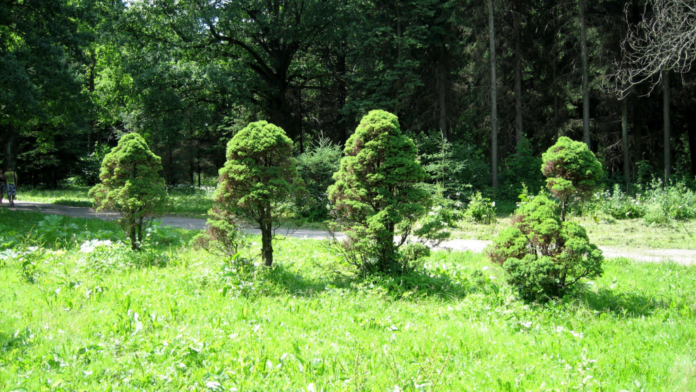 Alberi