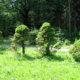 VERONA AMA IL VERDE. MASSIMA ADESIONE AL PROGETTO “ALBERI PER LA PIANURA VENETA”.